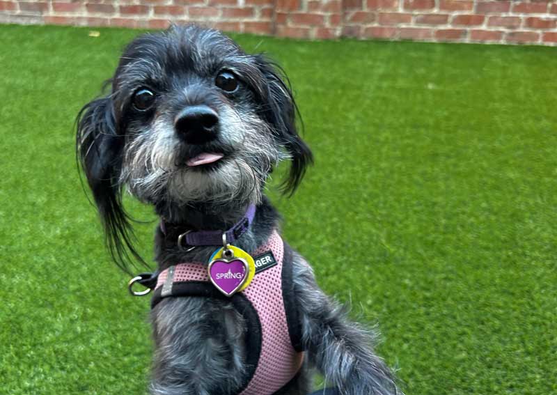 Carousel Slide 2: Pet boarding services