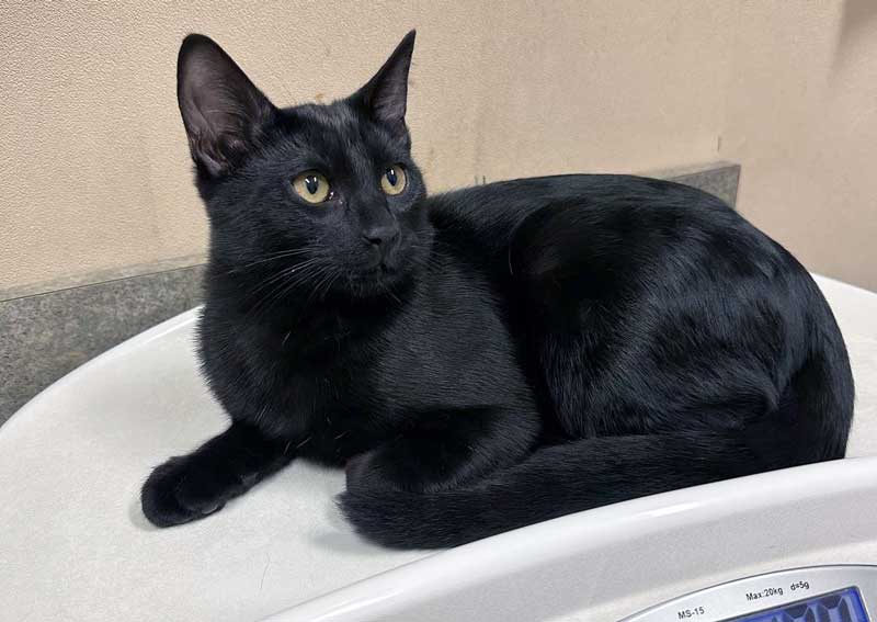 Carousel Slide 3: Cat veterinary care