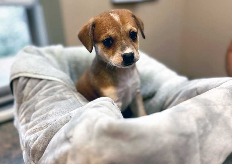 Carousel Slide 4: Dog veterinarians for all life stages!